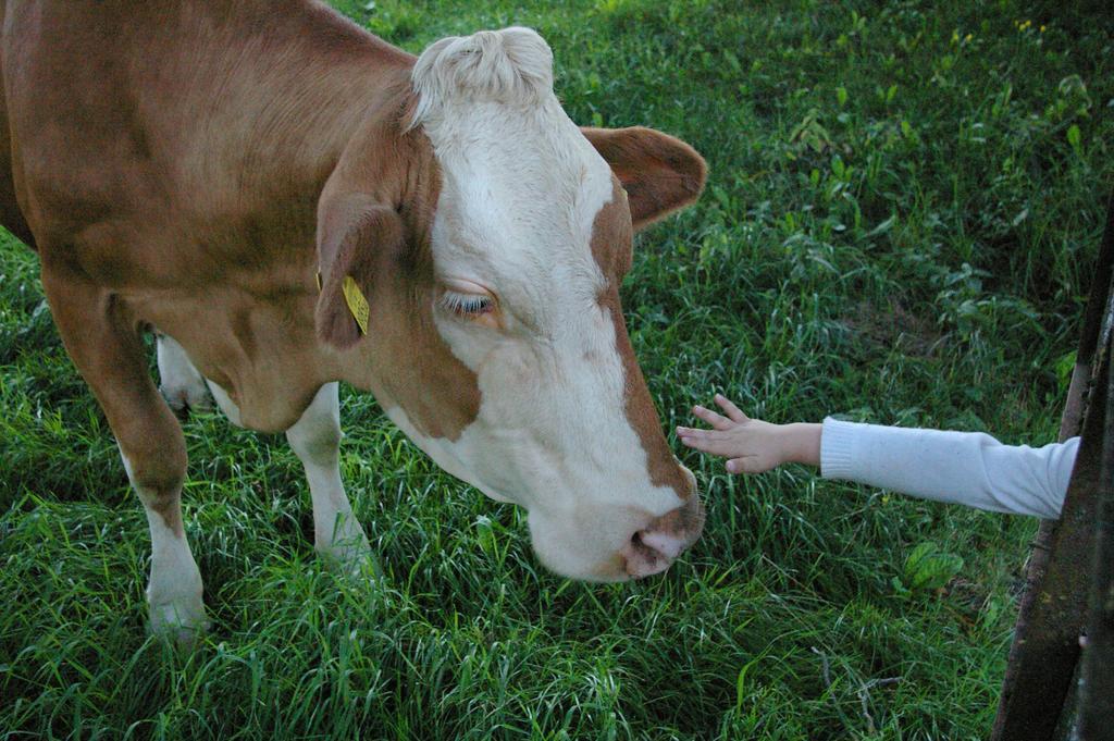 Bio-Bauernhof Rettenbachgut Werfen Buitenkant foto