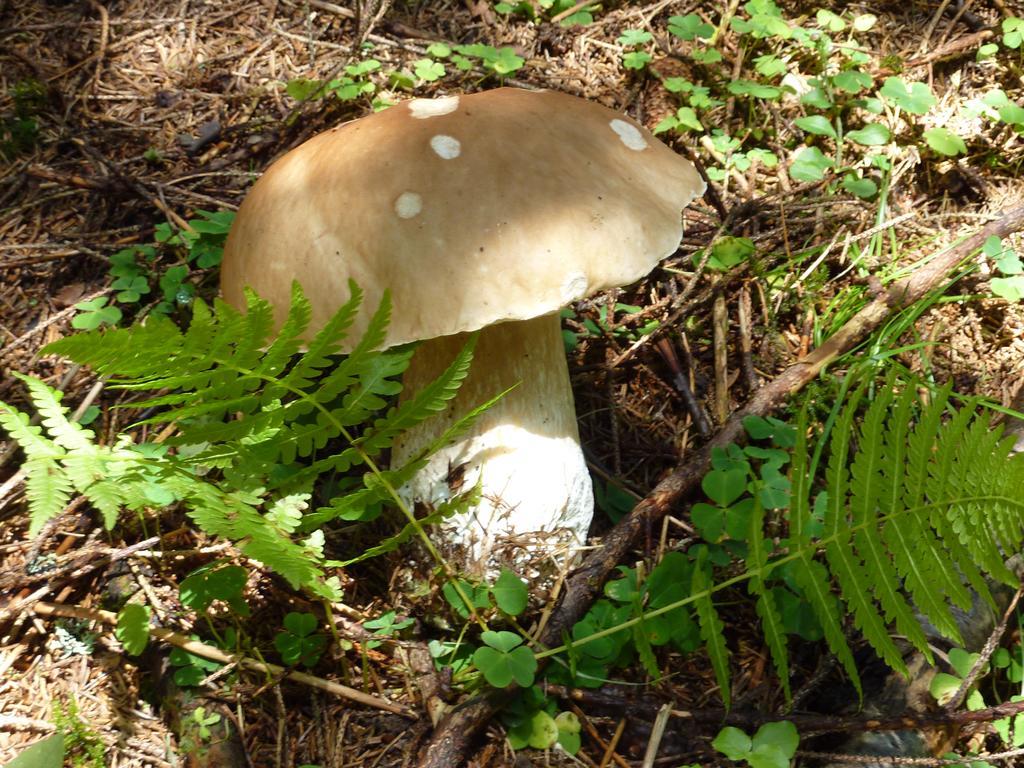 Bio-Bauernhof Rettenbachgut Werfen Buitenkant foto