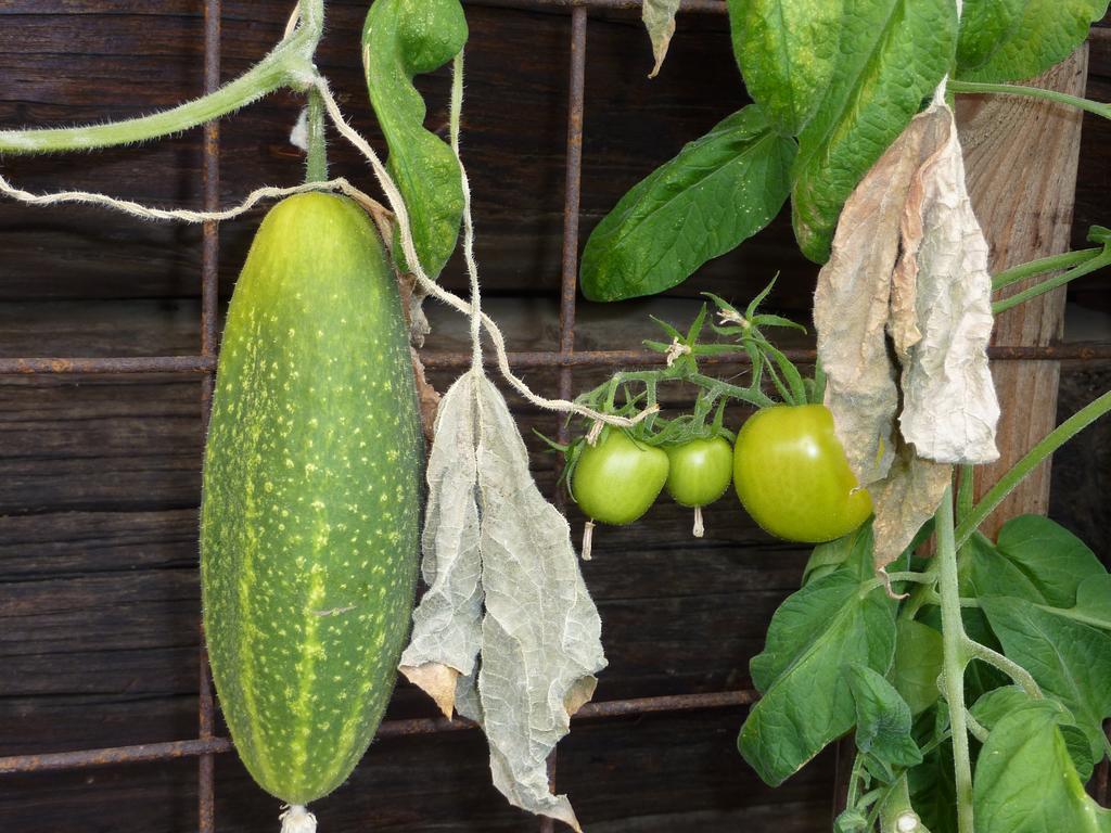 Bio-Bauernhof Rettenbachgut Werfen Buitenkant foto