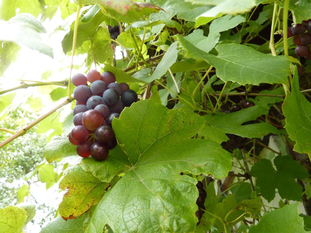 Bio-Bauernhof Rettenbachgut Werfen Buitenkant foto