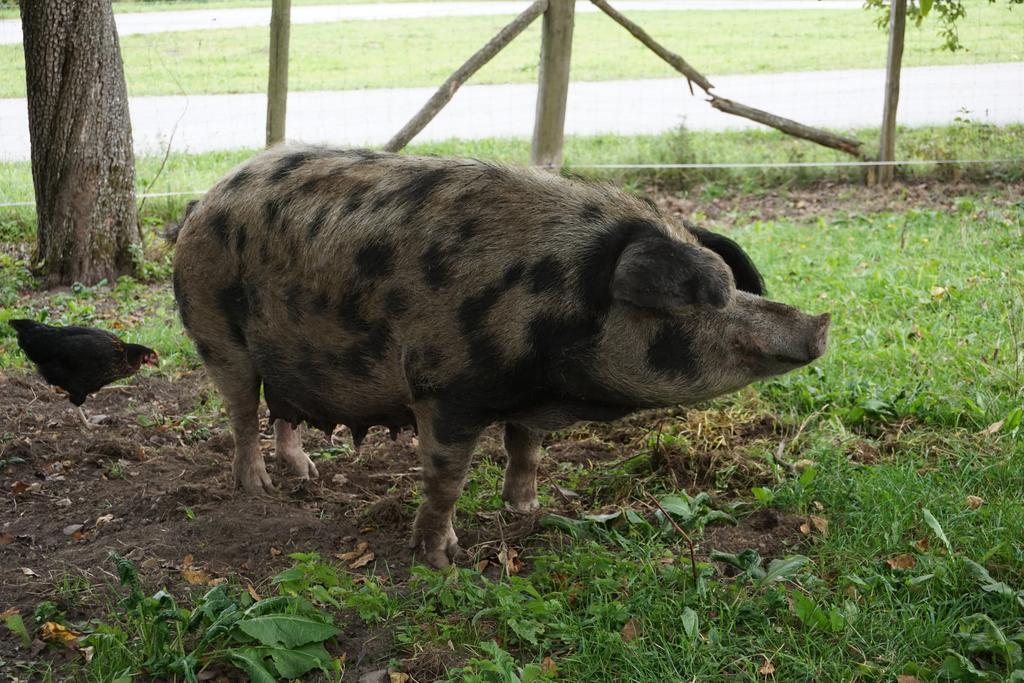Bio-Bauernhof Rettenbachgut Werfen Buitenkant foto